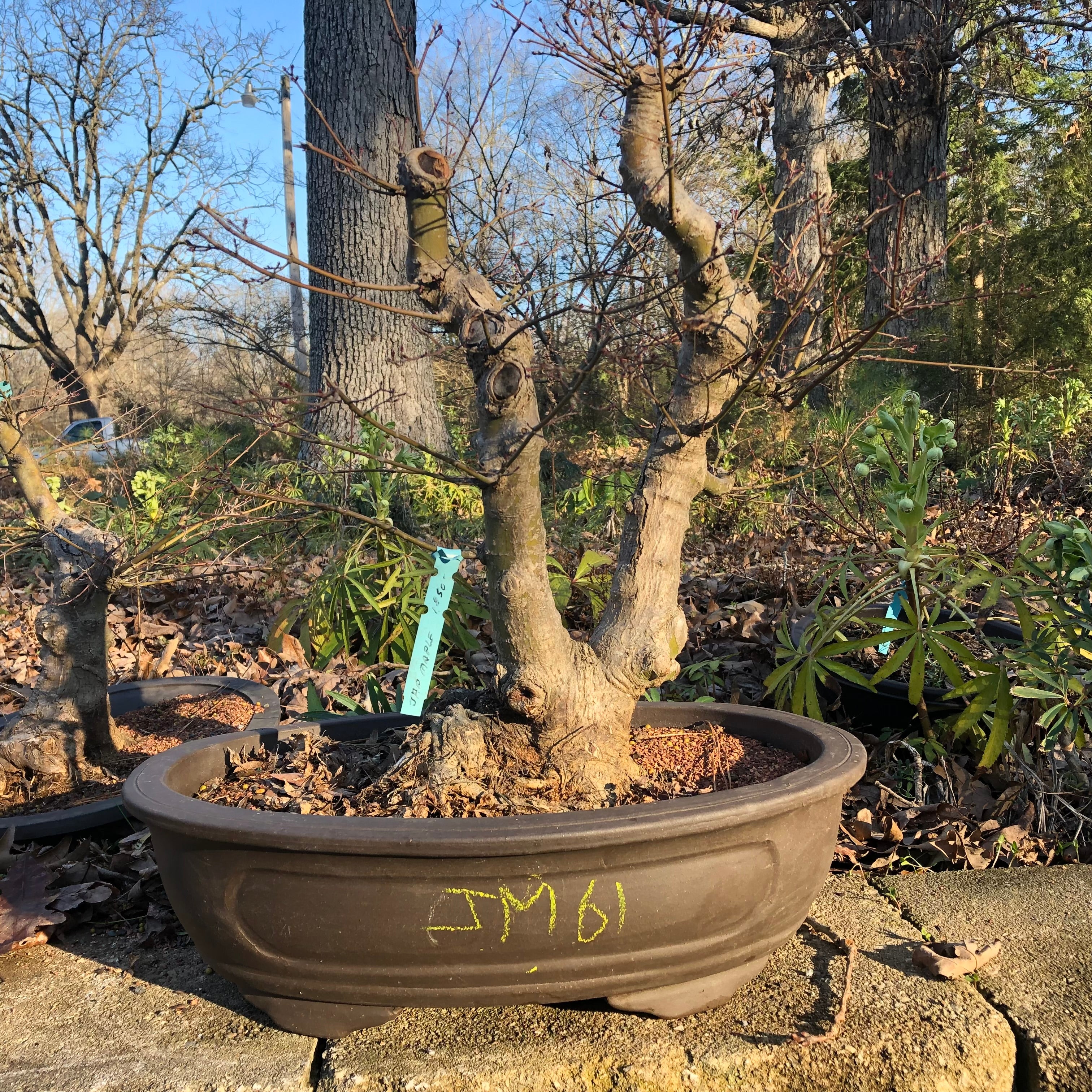 Japanese Maple Bonsai Tree 25JM61 – Bella Bonsai Nursery