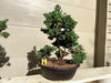 Shimpaku Juniper Bonsai