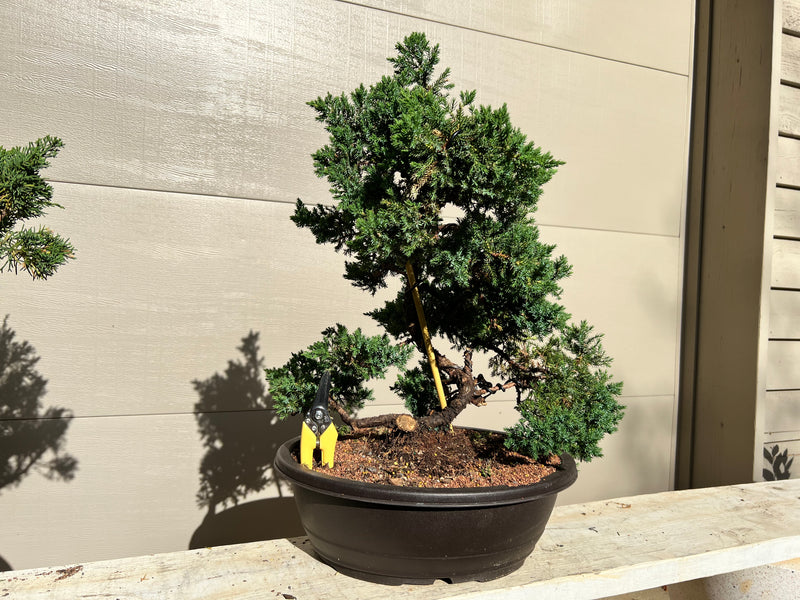 Shimpaku Juniper Bonsai