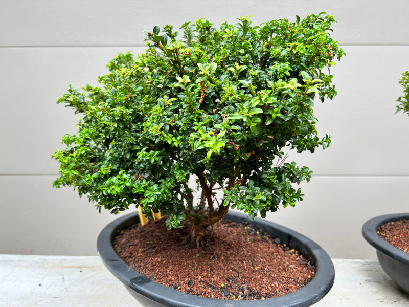 Kingsville Dwarf Boxwood Bonsai