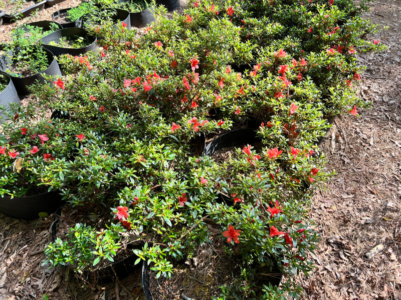 Flame Creeper Azalea