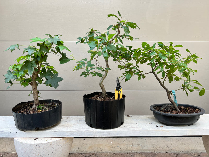 sweet gum tree bonsai Black Tupelo Bonsai Tree – Bella Bonsai Nursery