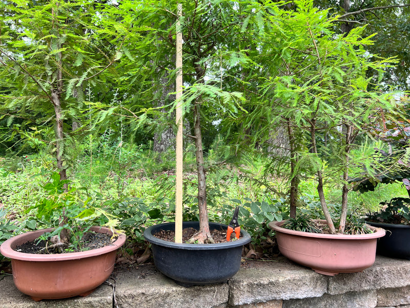 bonsai tree for sale in tuscaloosa Baldcypress Bonsai Tree 3 – Bella Bonsai Nursery