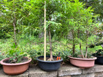 Baldcypress Bonsai Tree 3