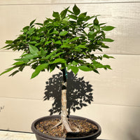 Japanese Zelkova #2 Bonsai Tree