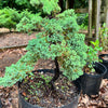 Foemina Juniper Bonsai