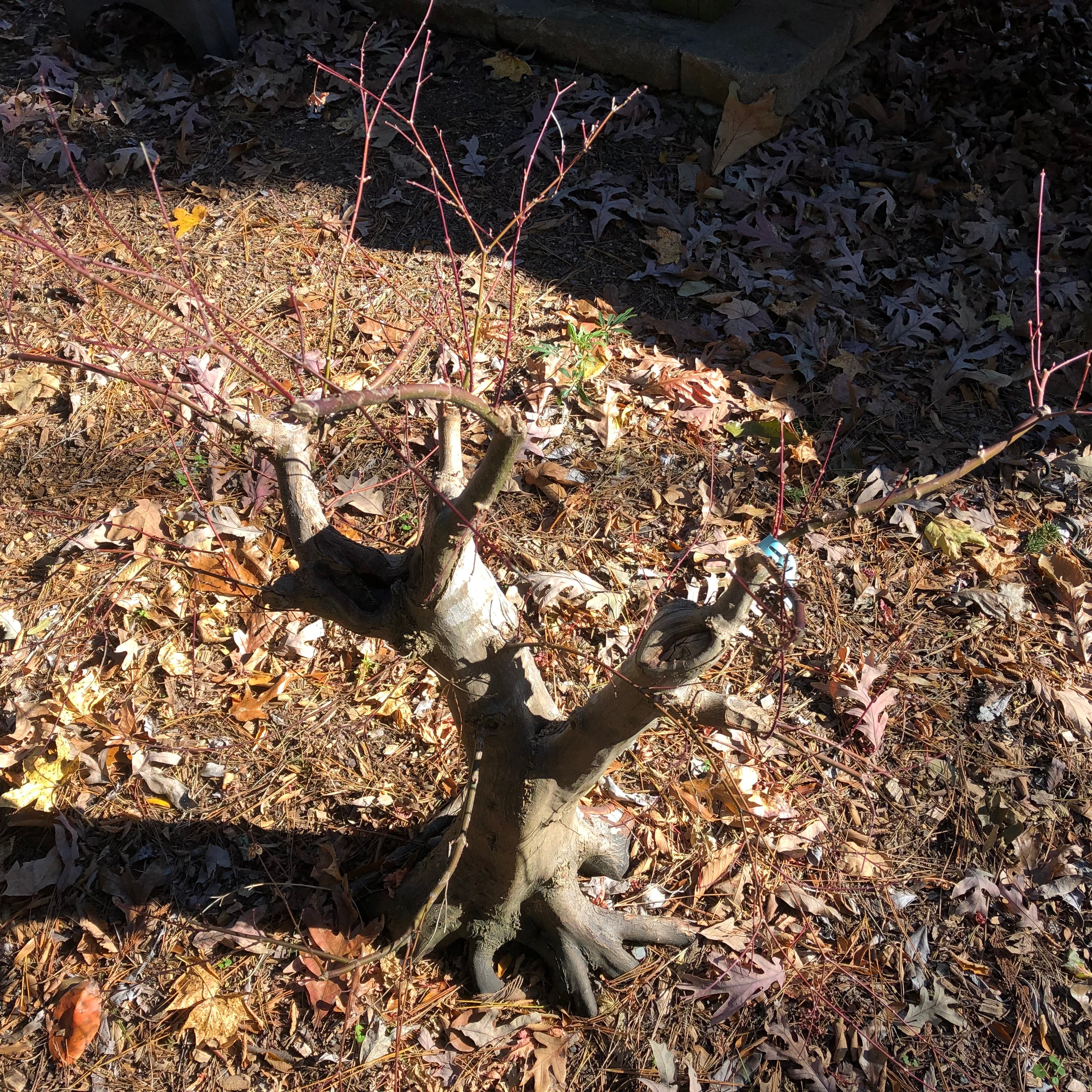 Japanese Maple Bonsai Tree 25JM72 – Bella Bonsai Nursery