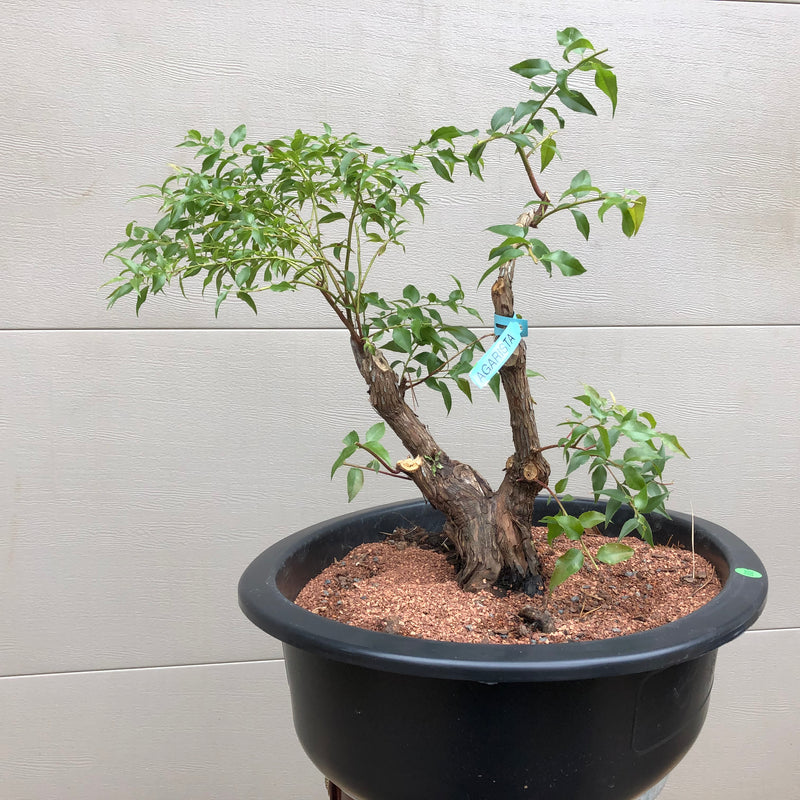 Agarista Bonsai Tree - Florida Leucothoe