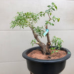 Agarista Bonsai Tree - Florida Leucothoe