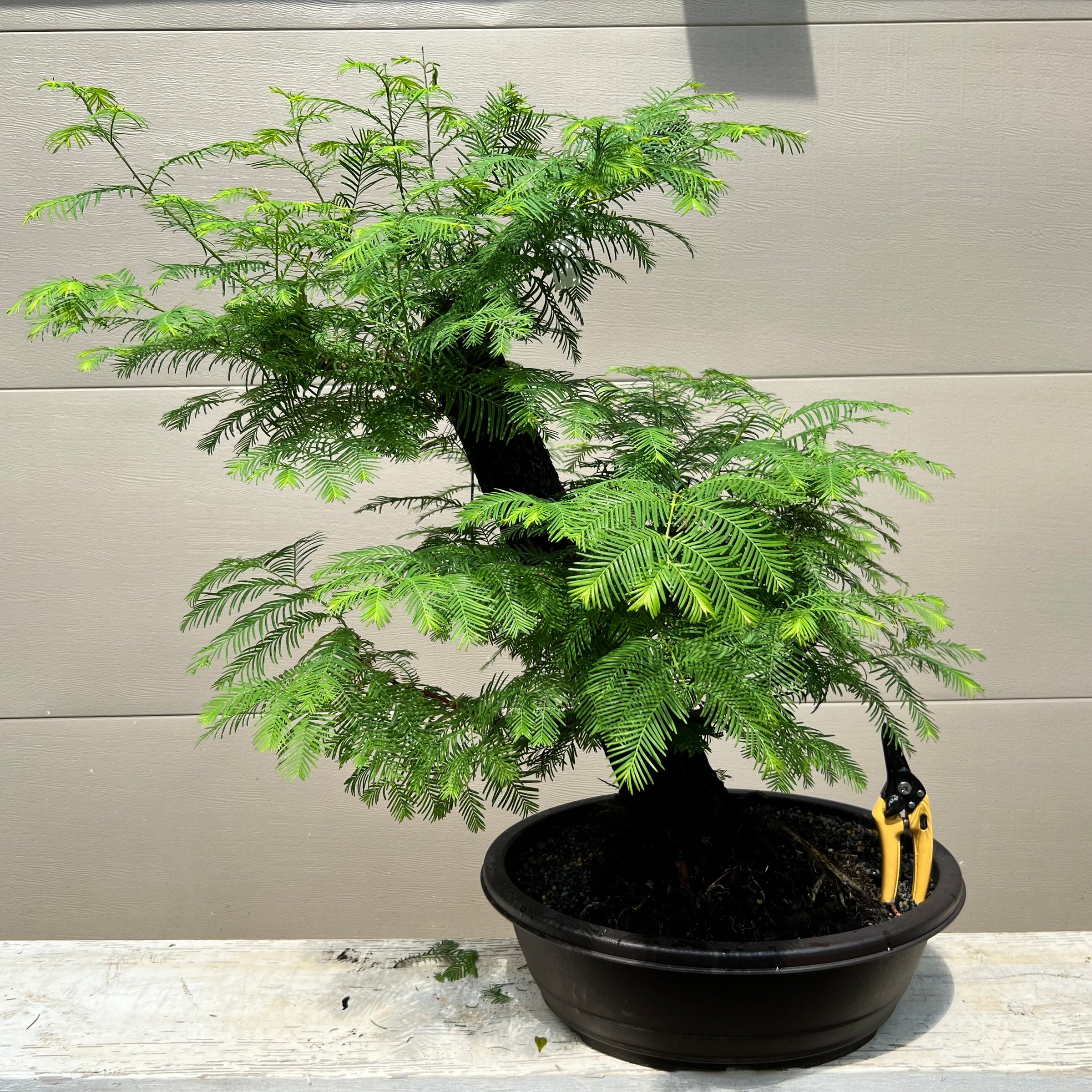 california redwood bonsai tree for sale Dawn Redwood Bonsai Tree – Bella Bonsai Nursery
