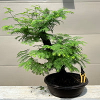 Dawn Redwood Bonsai Tree