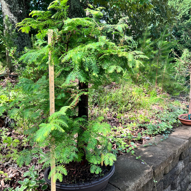 Dawn Redwood Bonsai Tree
