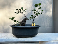 Callery Pear Bonsai