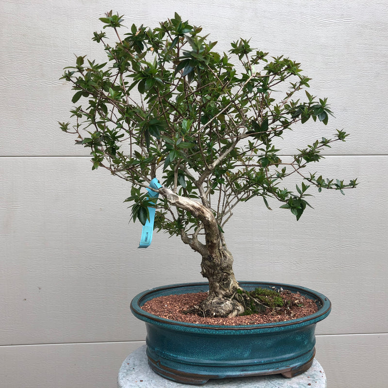 Abelia Bonsai Tree