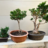 Hinoki Cypress