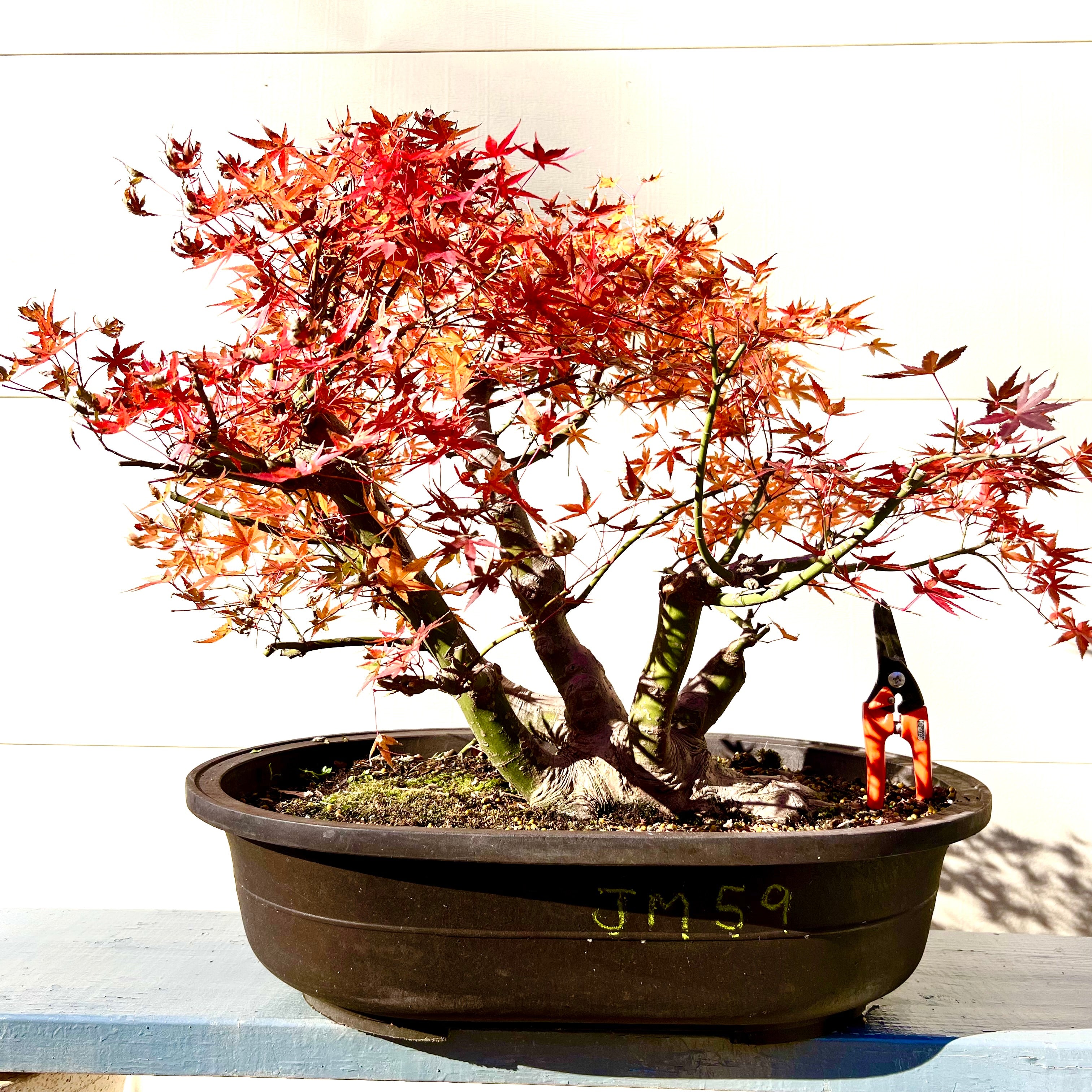 Japanese mapleBonsaiTree 25JM59 – Bella Bonsai Nursery