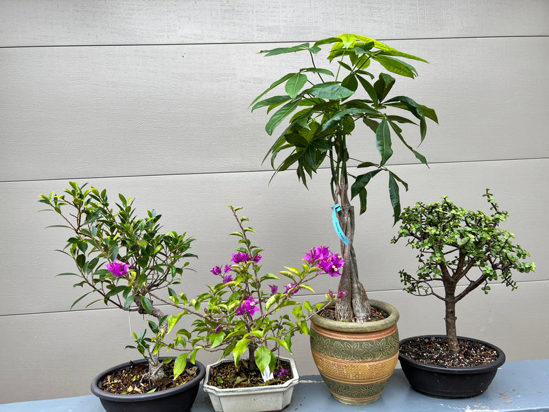 silk floss tree bonsai Indoor Bonsai – Bella Bonsai Nursery