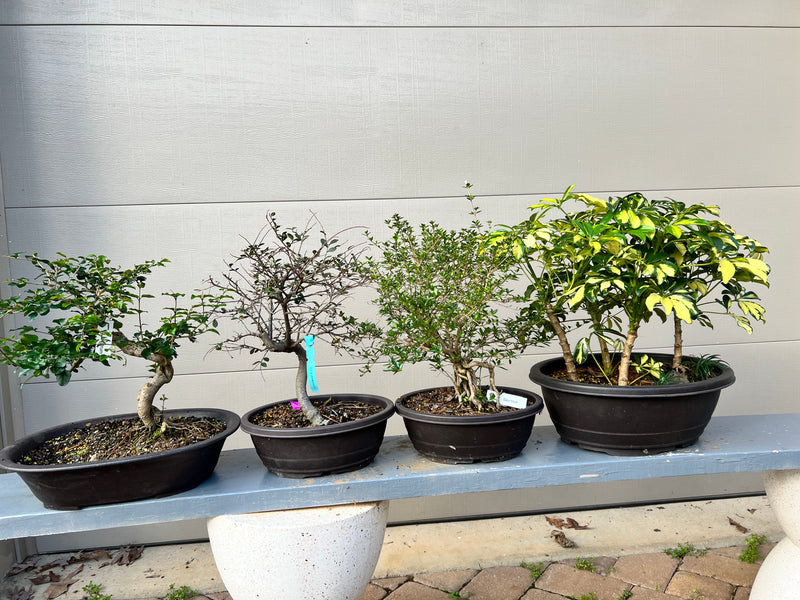 Indoor Bonsai