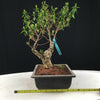 Glossy Abelia - 'Little Richard' Bonsai