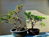 Juniper Bonsai