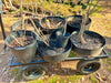 Callery Pear Bonsai