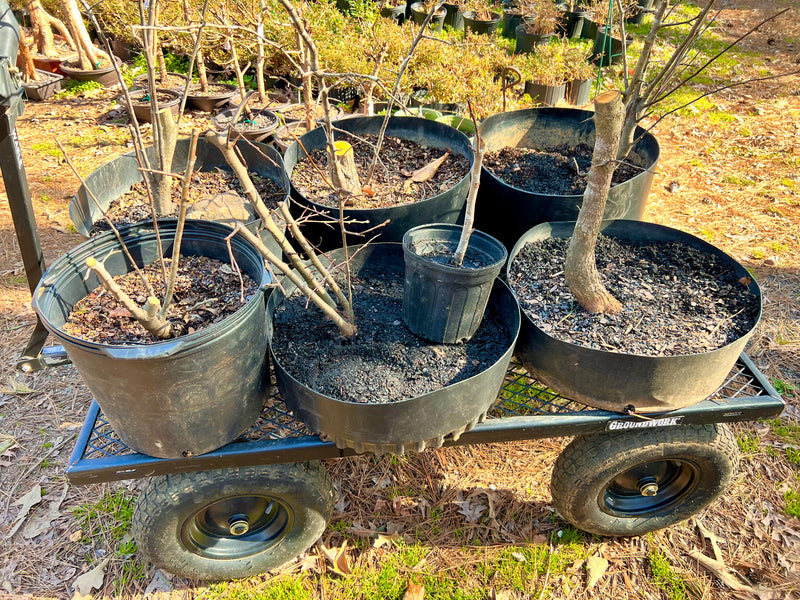 Callery Pear Bonsai