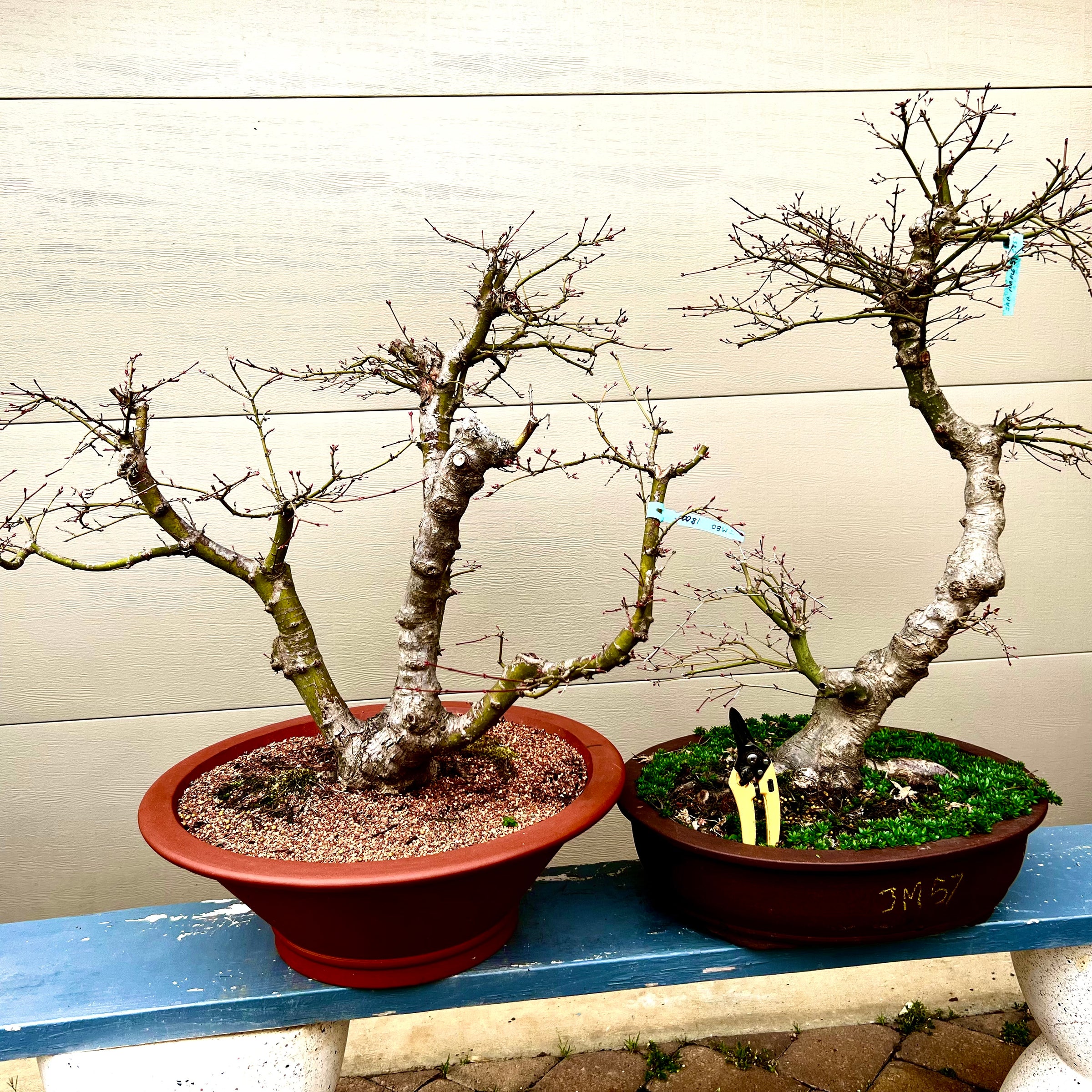 indoor maple bonsai tree Japanese Maple Bonsai Tree 25JM61 – Bella Bonsai Nursery