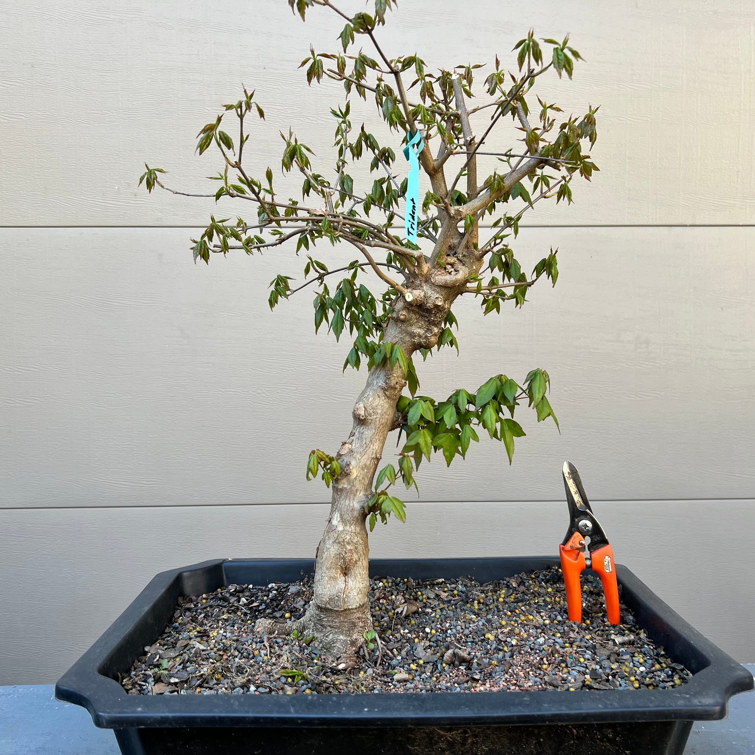 Trident Maple Bonsai