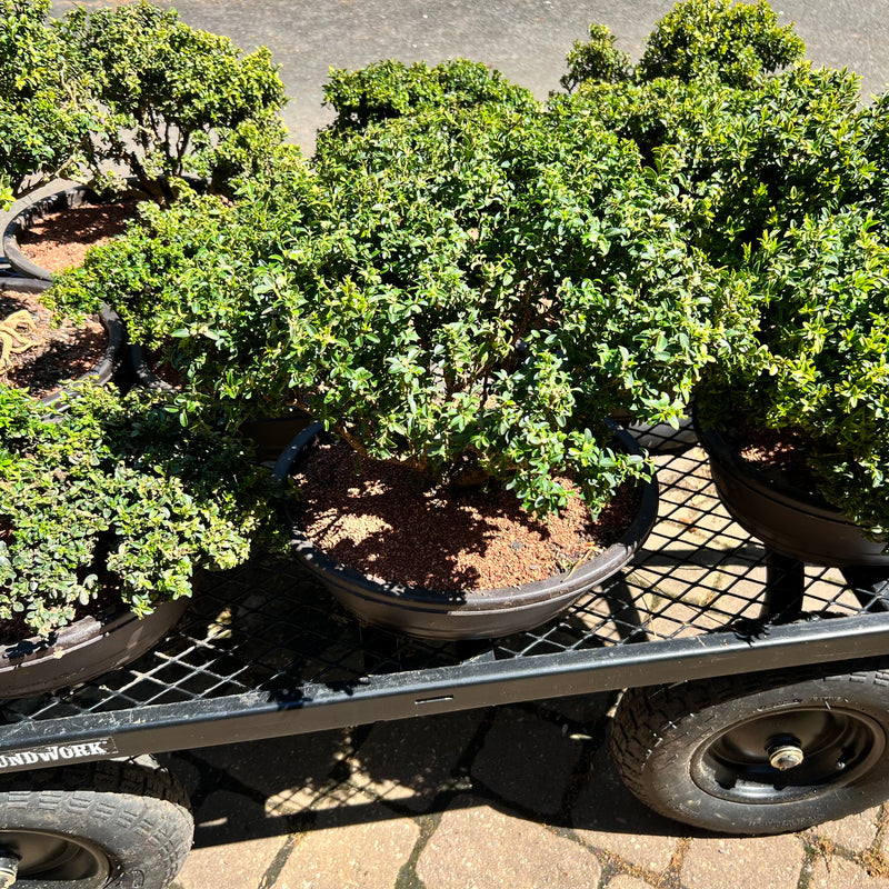 Kingsville Dwarf Boxwood Bonsai