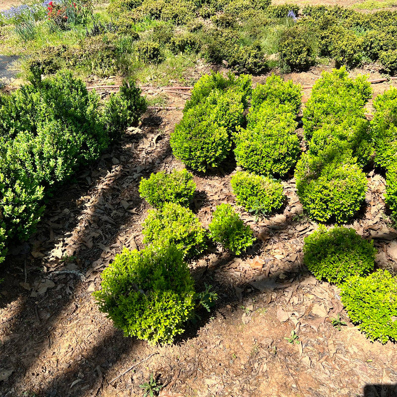 Buxus Boxwood varieties Bonsai Trees