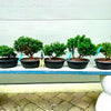 Kingsville Dwarf Boxwood Bonsai