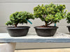 Kingsville Dwarf Boxwood Bonsai