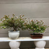 Glossy Abelia - 'Little Richard' Bonsai