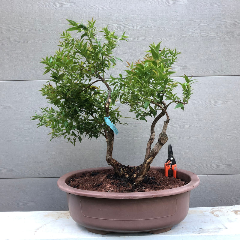 Agarista Bonsai Tree - Florida Leucothoe