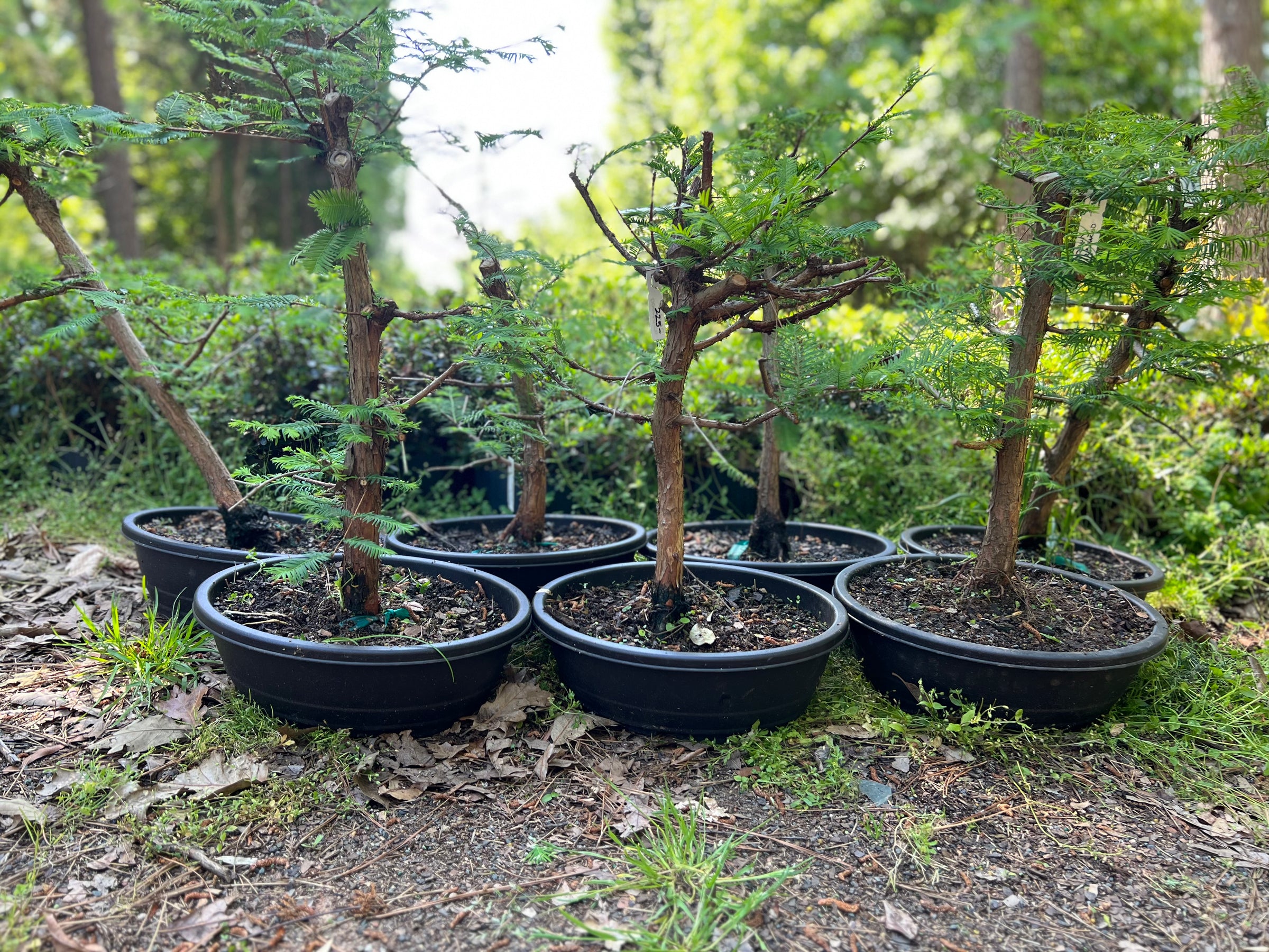 real bonsai tree for sale near me Dawn Redwood Bonsai Tree – Bella Bonsai Nursery