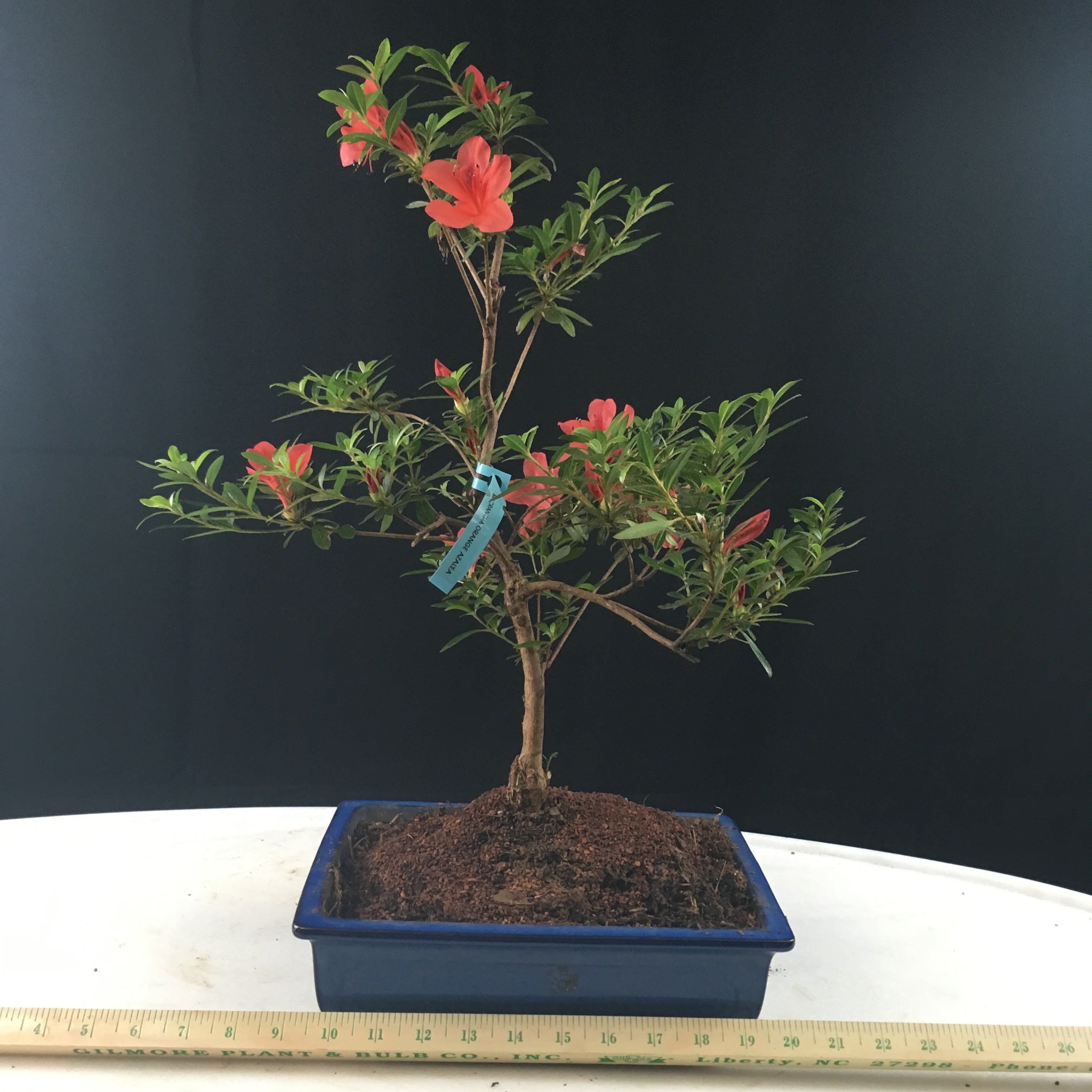 Azalea Satsuki 'Chinzan' Bonsai Tree – Bella Bonsai Nursery