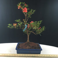 Azalea Satsuki 'Chinzan' Bonsai Tree