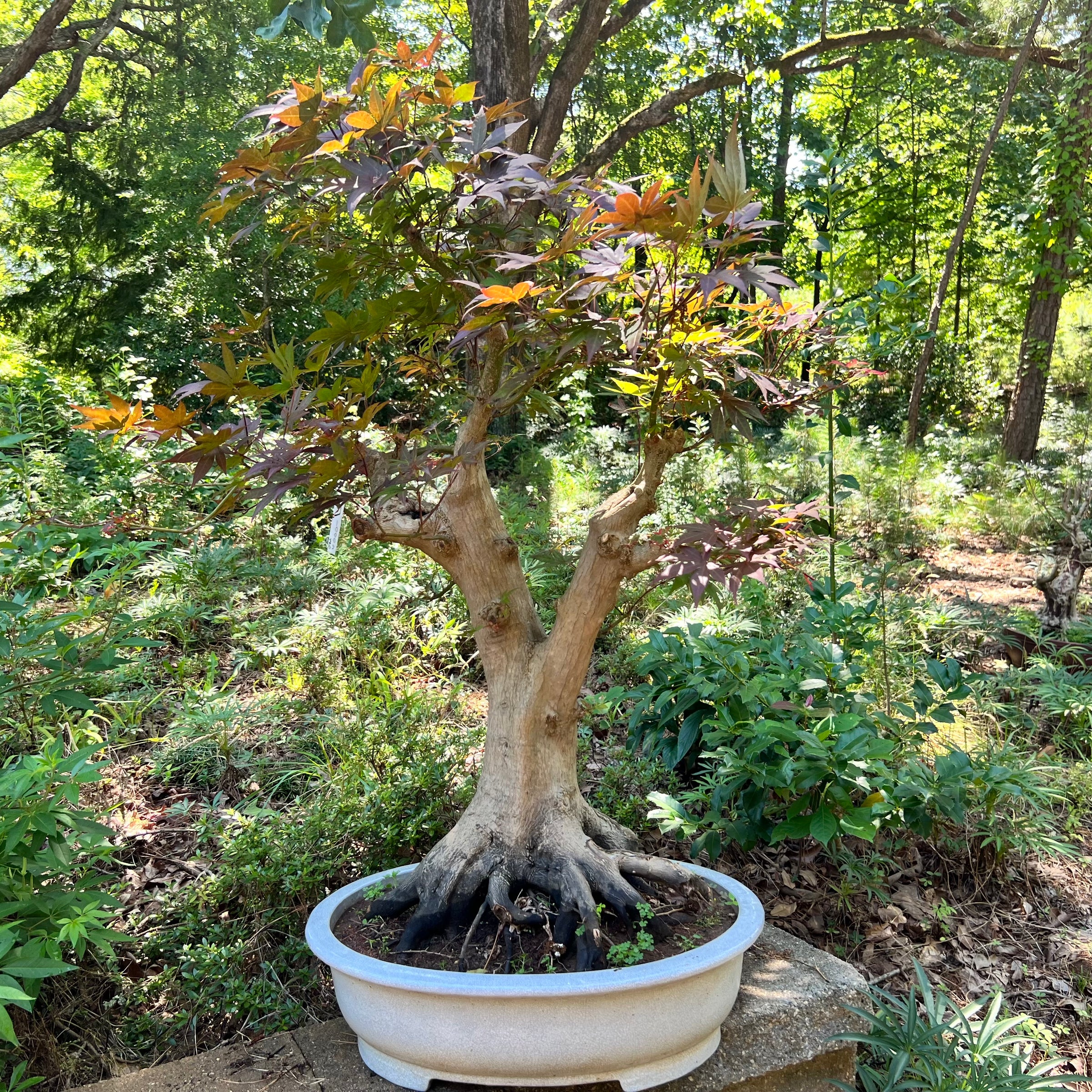 shade bonsai tree Japanese Maple Bonsai Tree 25JM72 – Bella Bonsai Nursery