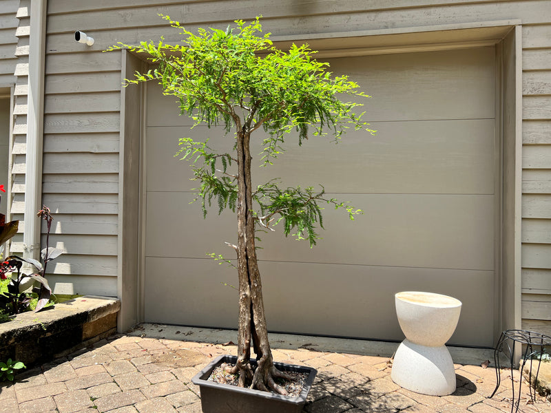 Baldcypress Bonsai Tree 3