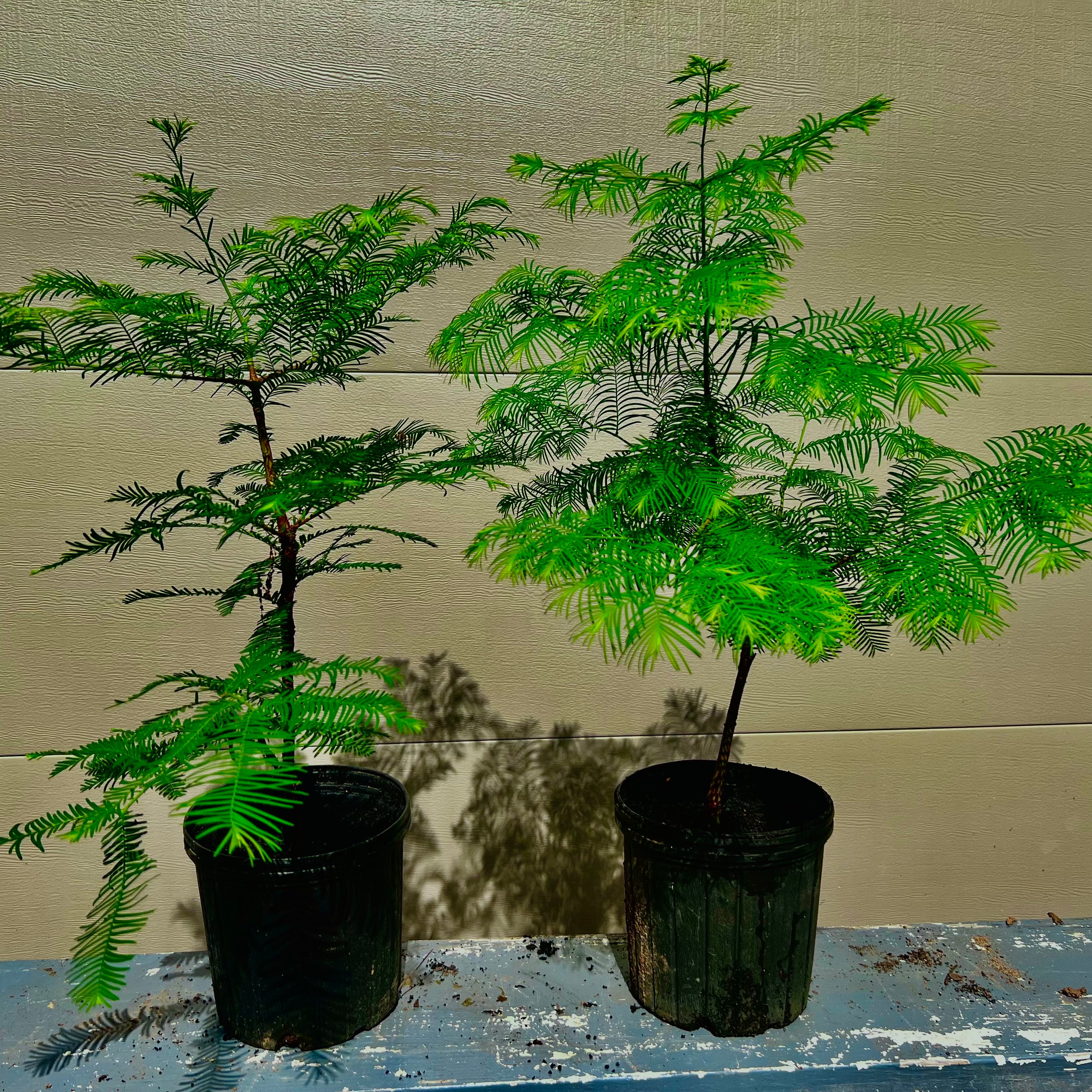 dawn redwood bonsai tree grove Dawn Redwood Bonsai Tree – Bella Bonsai Nursery