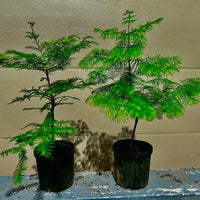 Dawn Redwood Bonsai Tree