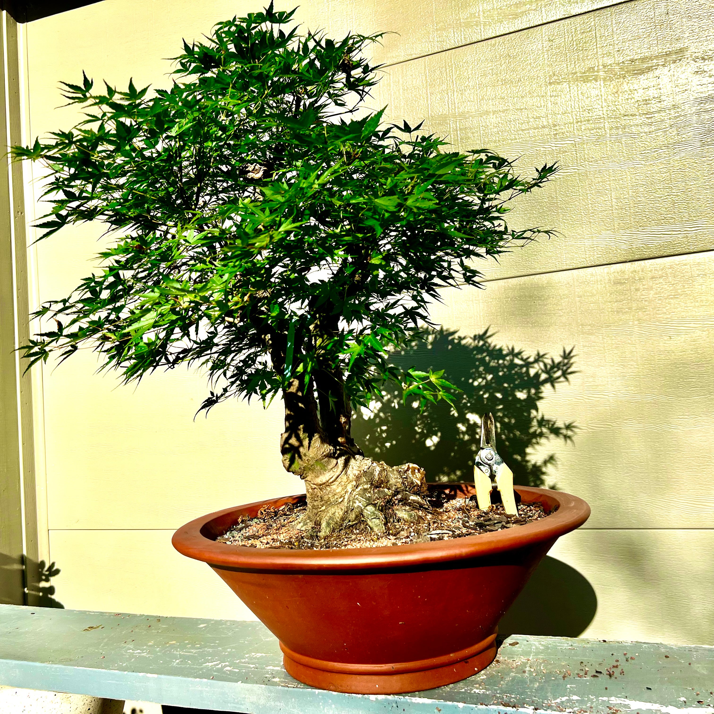 盆栽 Japanese bonsai Japanese Maple Bonsai Tree 25JM61 – Bella Bonsai Nursery