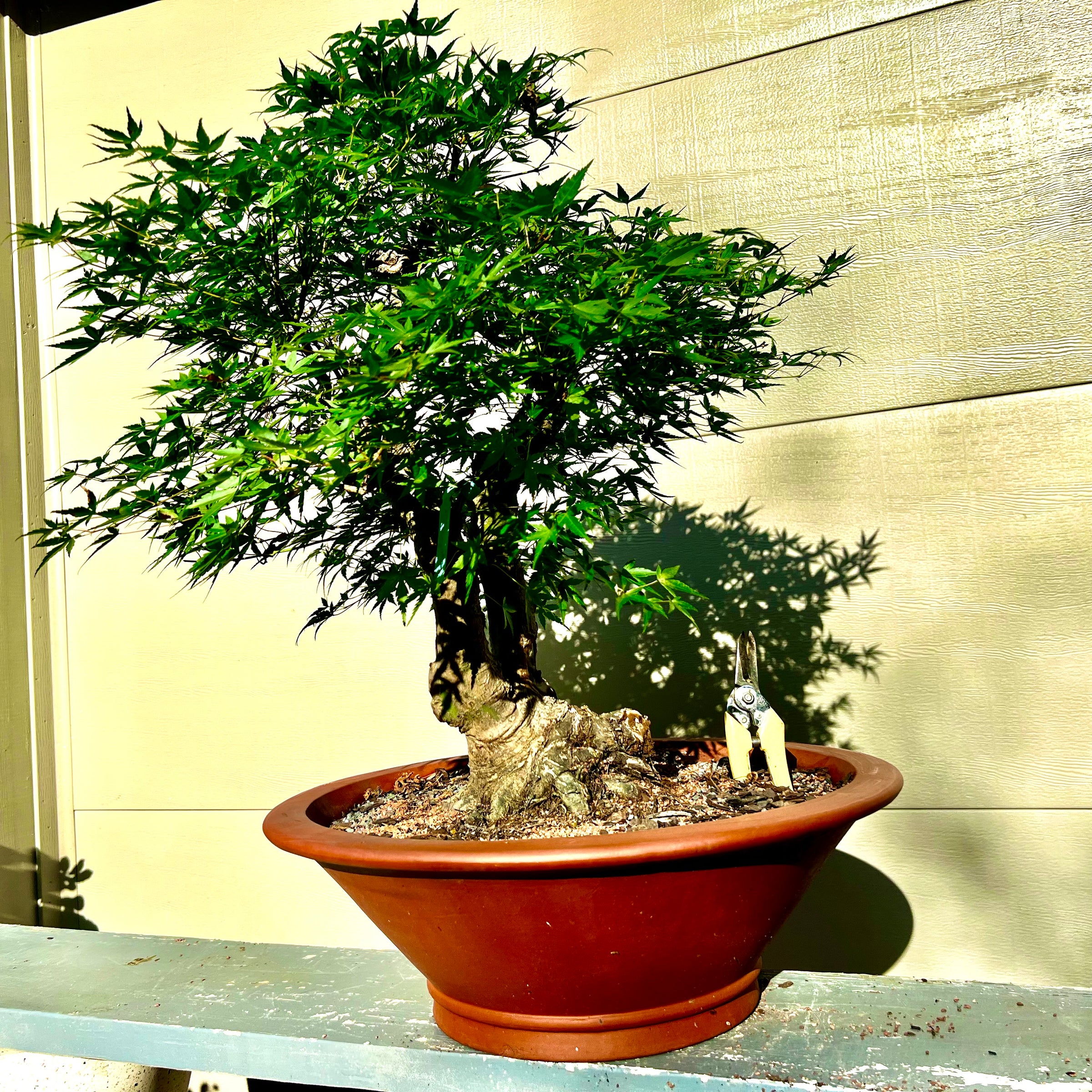 indoor maple bonsai tree Japanese Maple Bonsai Tree 25JM61 – Bella Bonsai Nursery