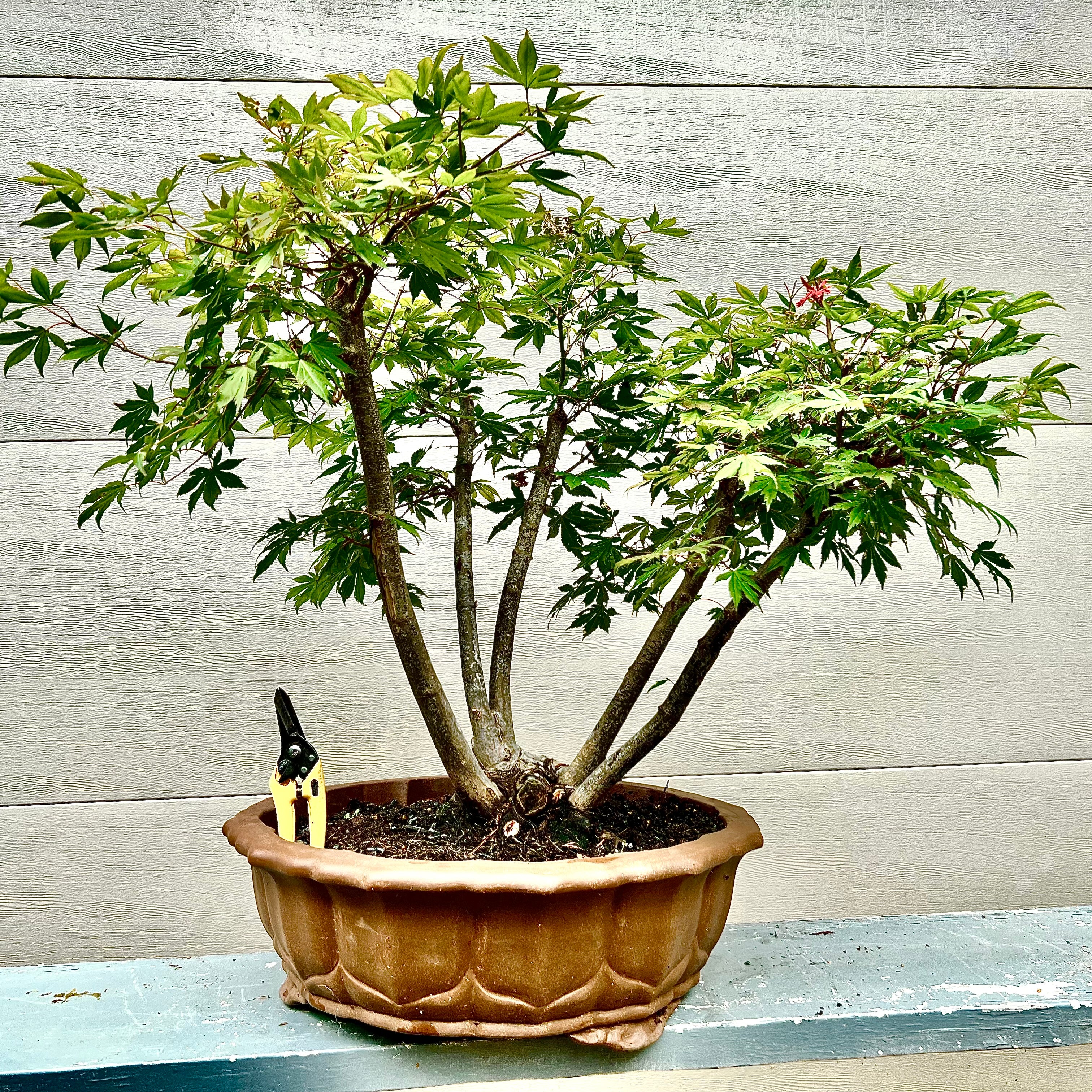 Japanese Maple Bonsai Tree 25JM49 – Bella Bonsai Nursery