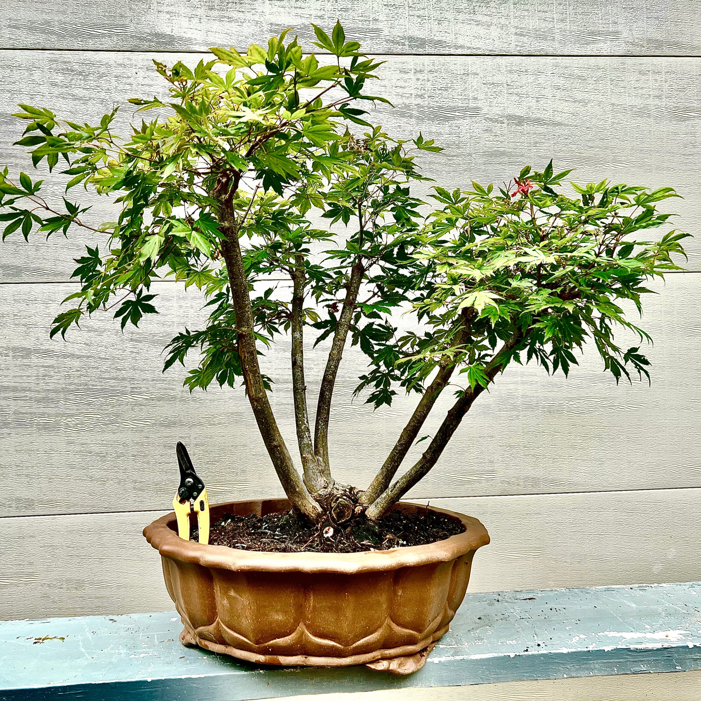 japanese bonsai trees for sale Japanese Maple Bonsai Tree 25JM49 – Bella Bonsai Nursery