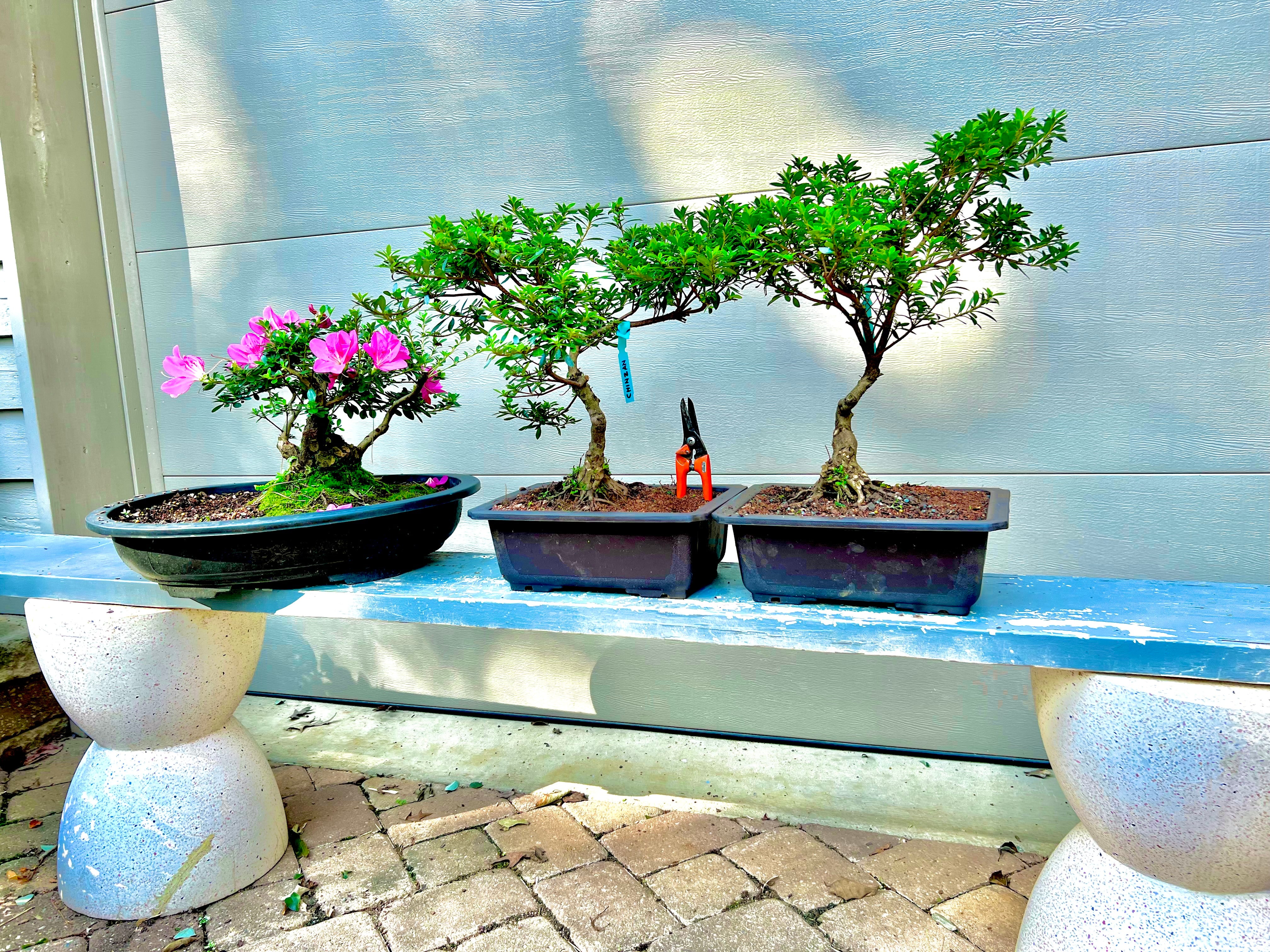 Satsuki Chinzan Azalea Bonsai – Bella Bonsai Nursery