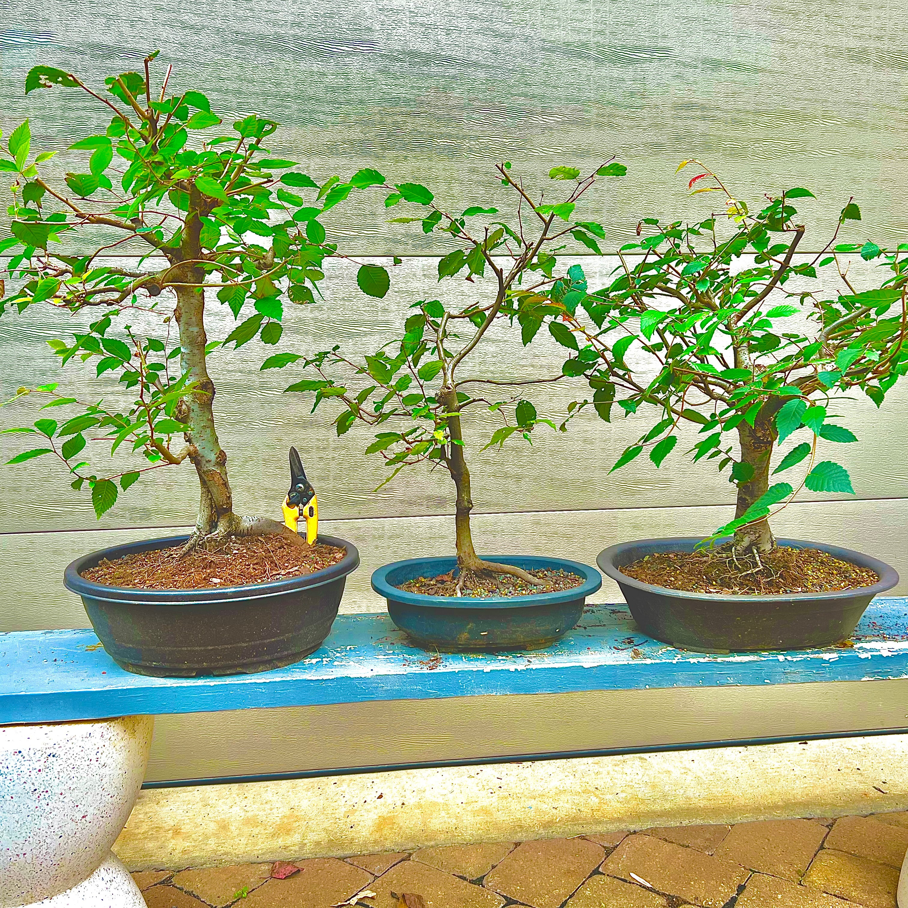 Japanese Zelkova #2 Bonsai Tree - Bella Bonsai Nursery