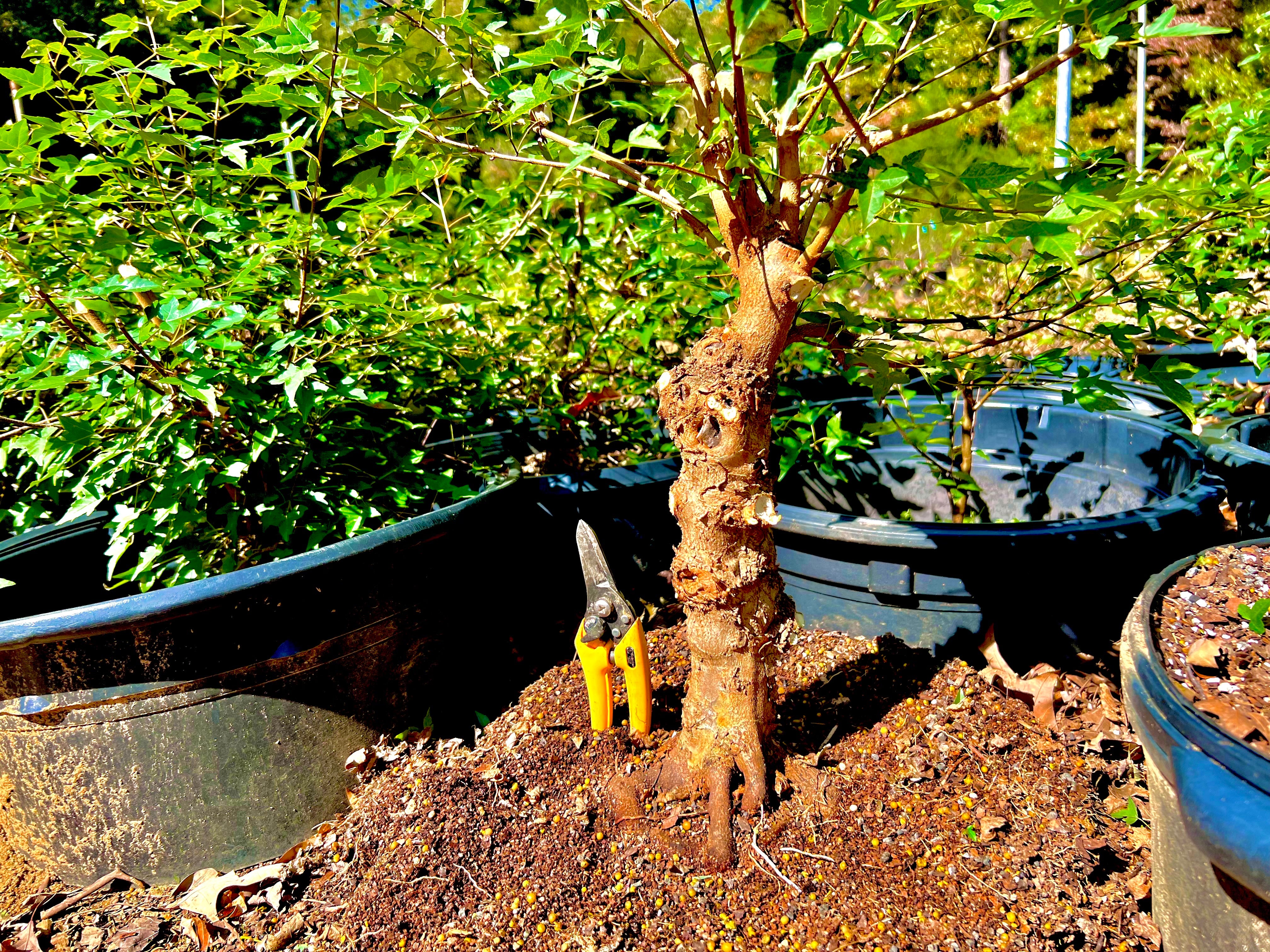 Trident Maple Bonsai - Acer buergerianum – Bella Bonsai Nursery