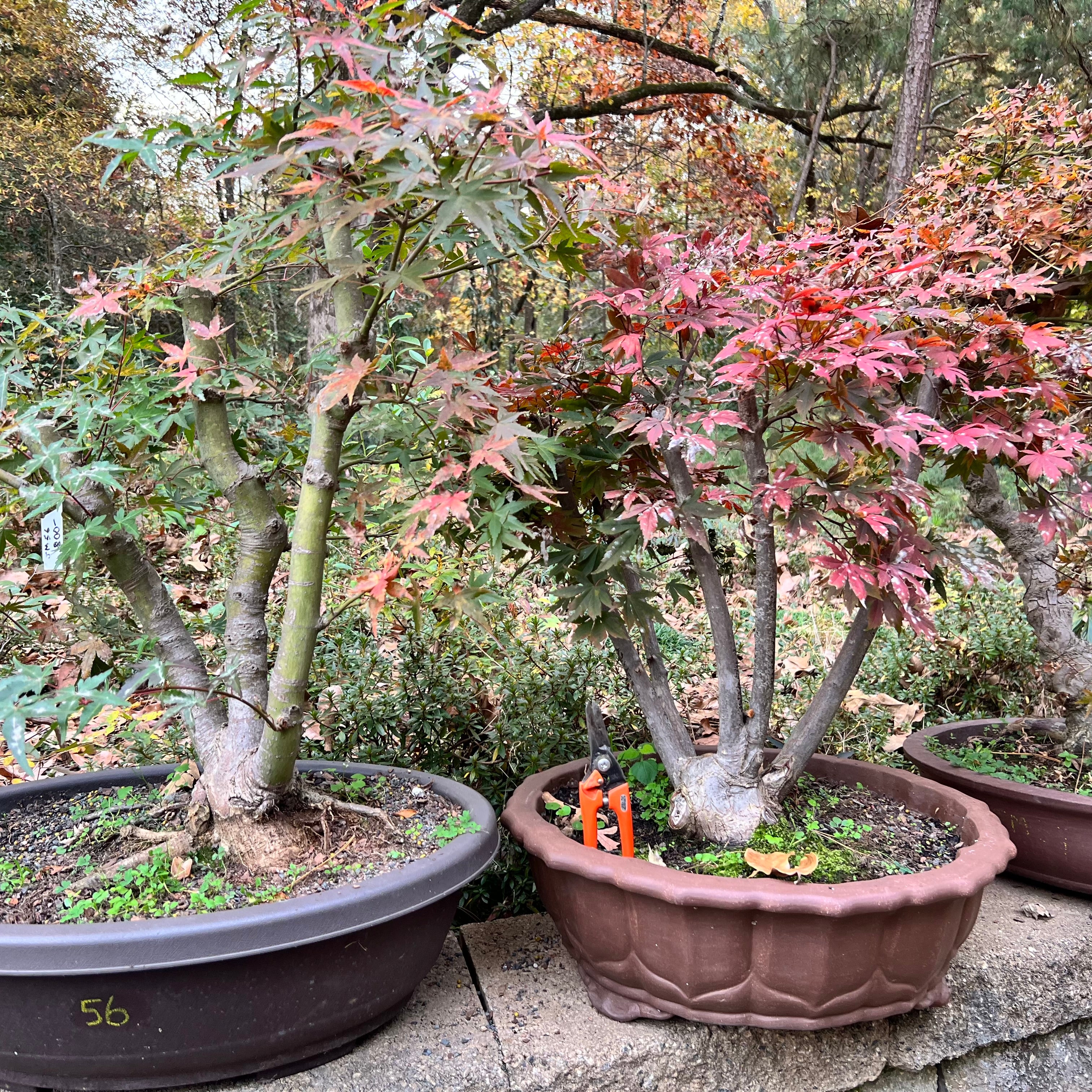 Japanese Maple Bonsai Tree 25JM56 – Bella Bonsai Nursery