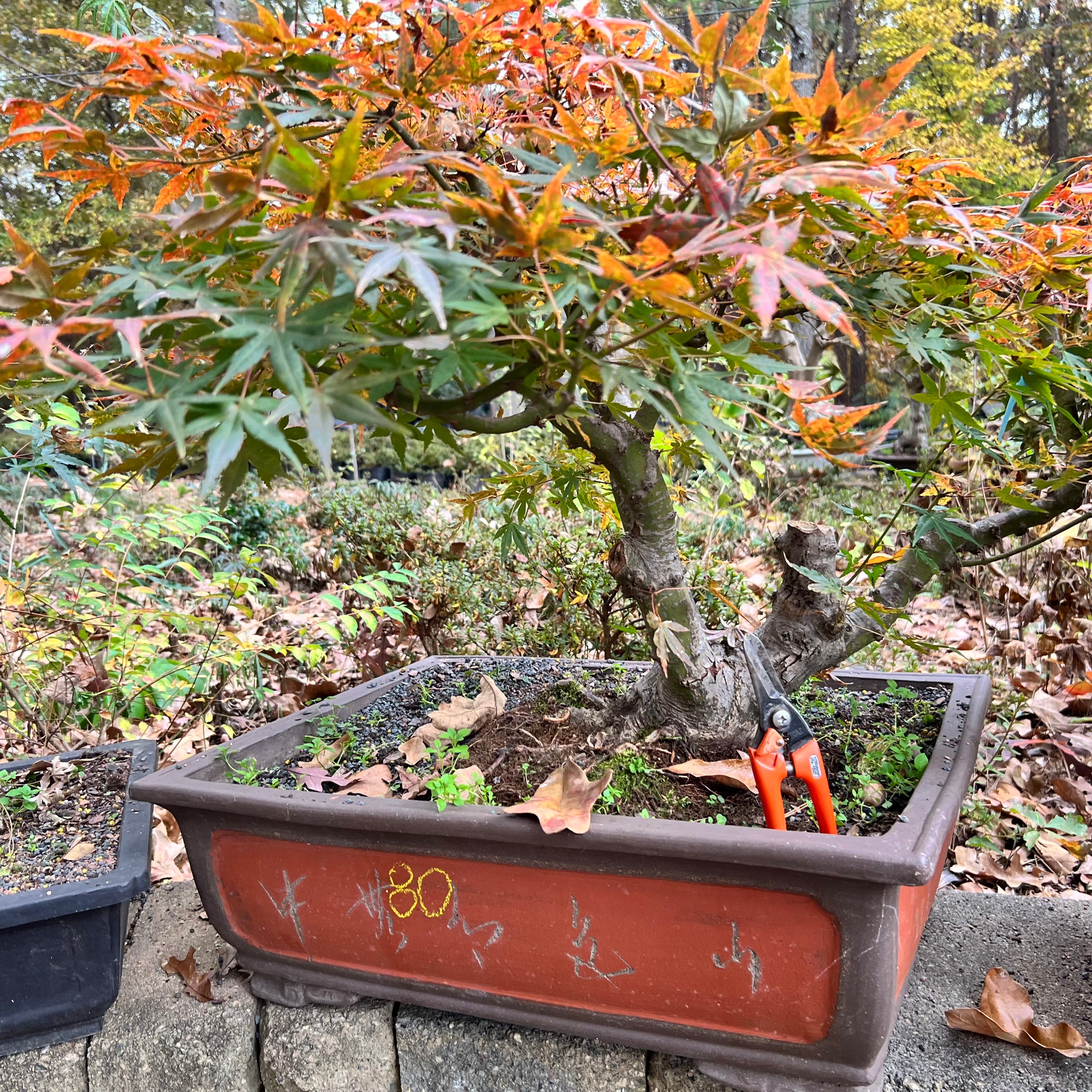Japanese Maple Bonsai Tree 25JM80 – Bella Bonsai Nursery